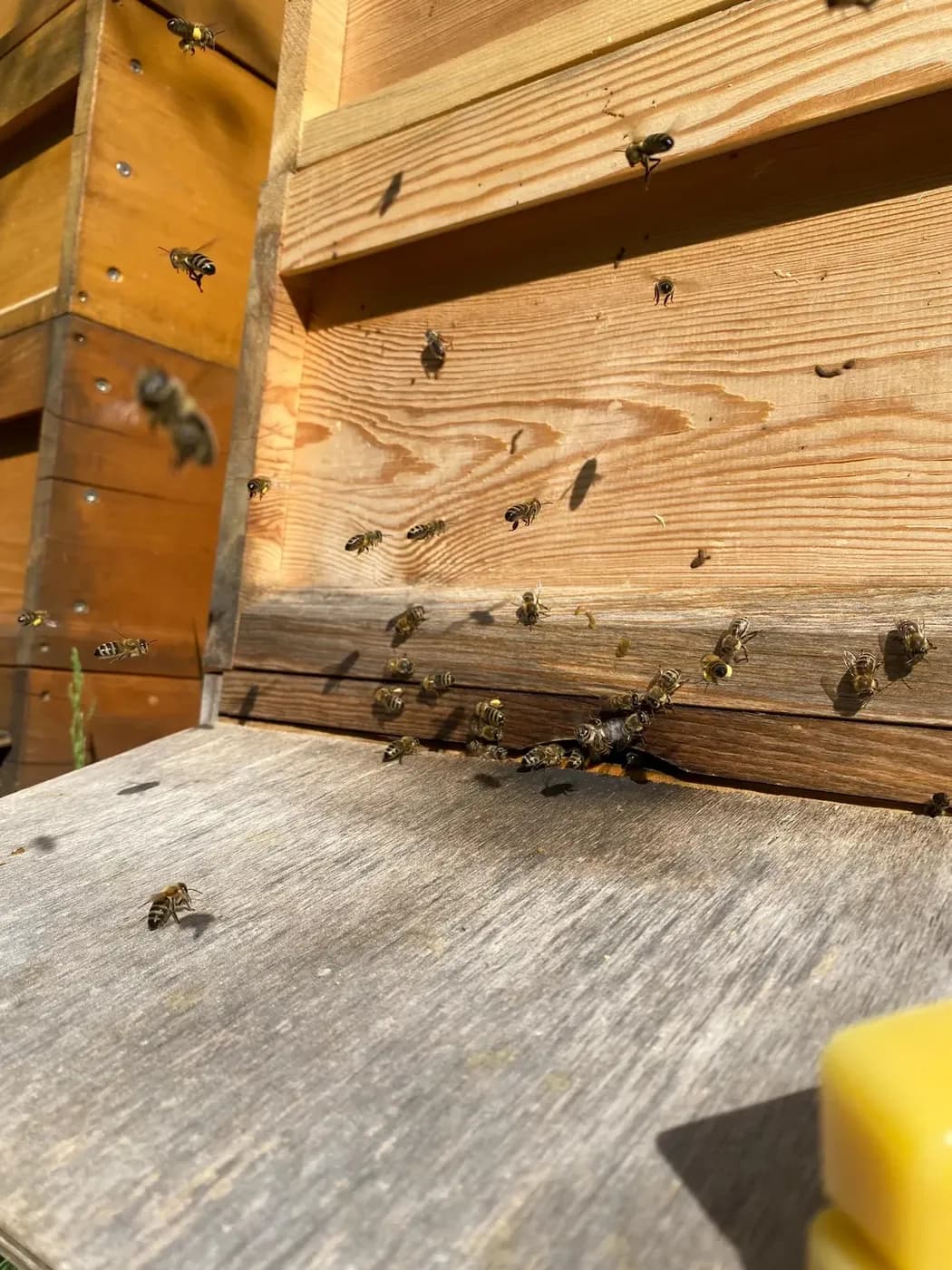 Bienen fliegen vor dem Flugloch eines hölzernen Bienenstocks, vorne ein Block Bienenwachs